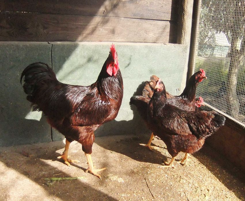 Rhode Island Red  pintos e frangos disponíveis