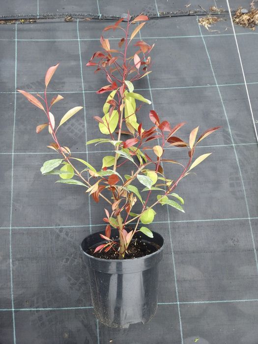 Photinia Redrobin 60-80 cm C5 poękne krzewy