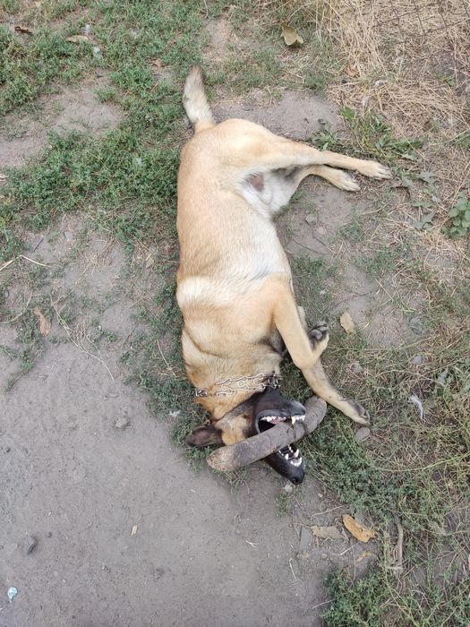 Бельгийская овчарка, малинуа. Вязка!