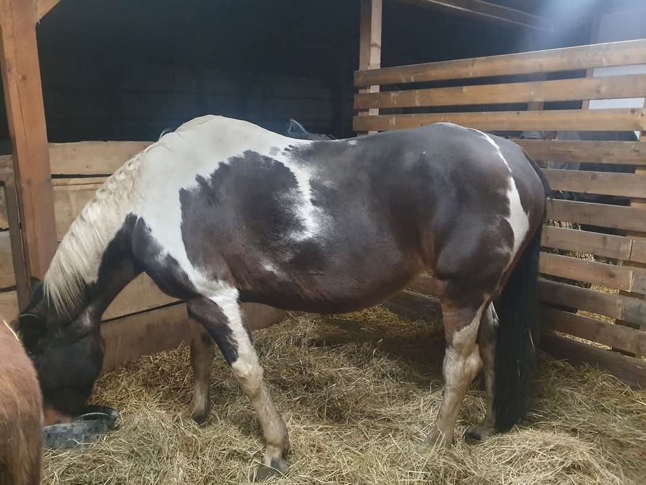 Pensjonat hotel dla koni. Wolny boks