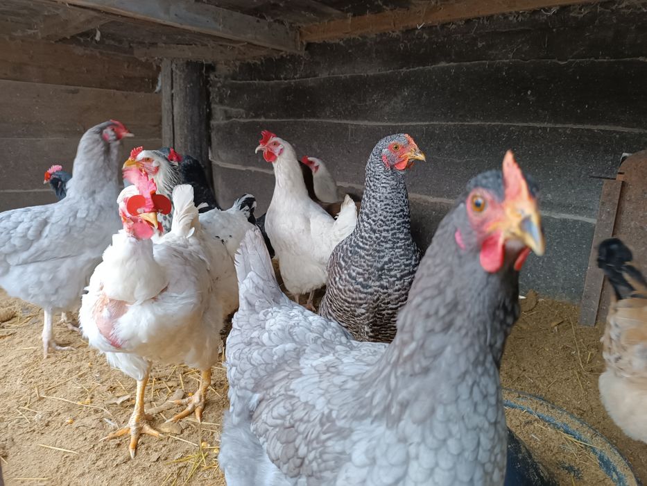 Продам яйця курячі