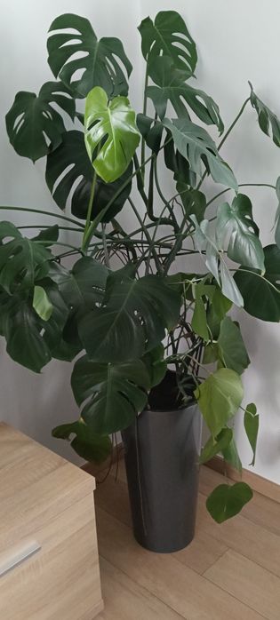 Monstera ok. 130 cm