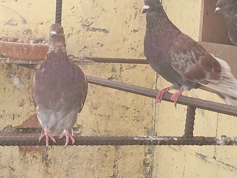 Pombos gigante francês. Grandes como galinhas
