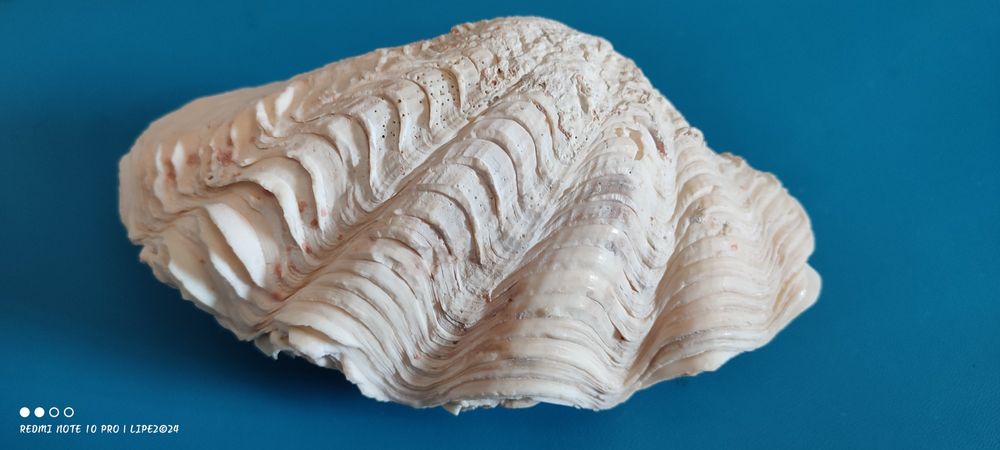 Concha bivalves Tridacna