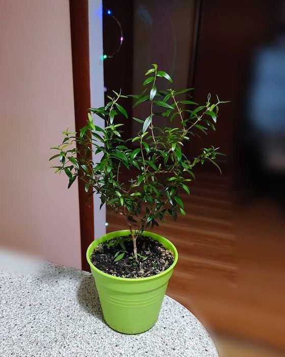 мирт деревце домашнее