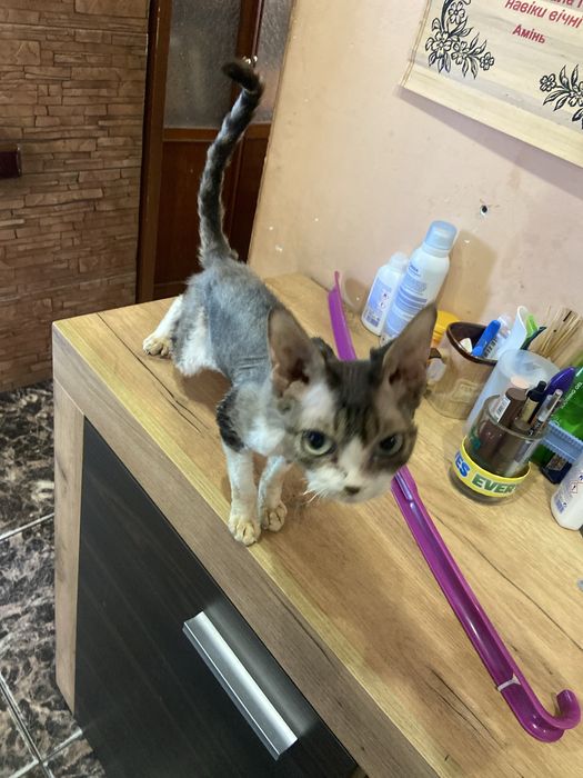 Продається кітка Девон  Рекс ,