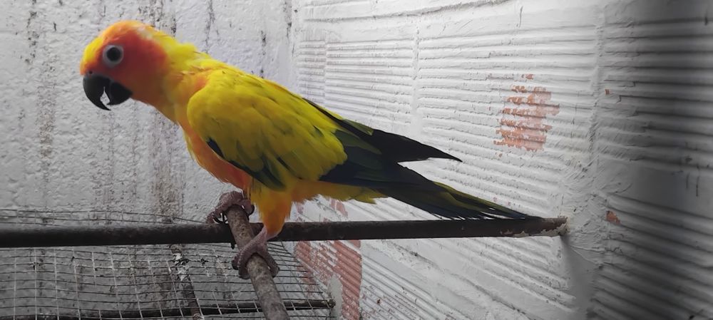 Aratinga sol fêmea