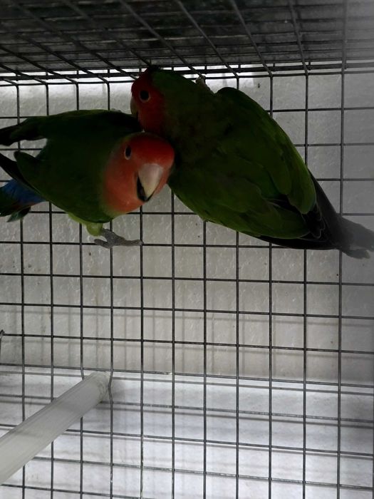 Casal de agapones