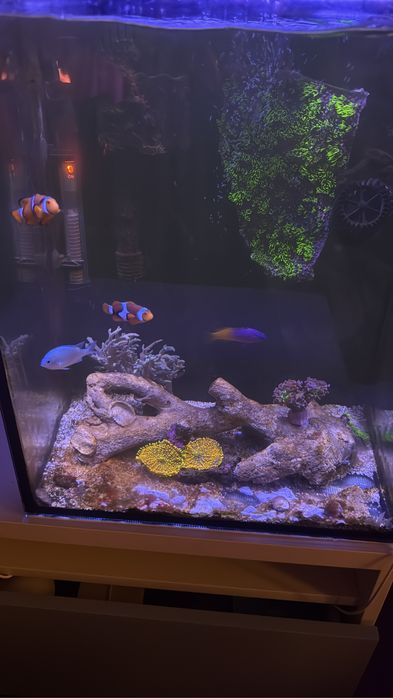 Aquario Scalare Nano Reef 60l completo agua salgada