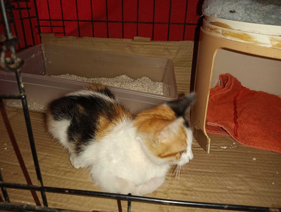 Gata bebé para adoção consciente