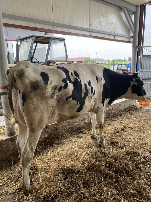 Jalowice wysokocielne