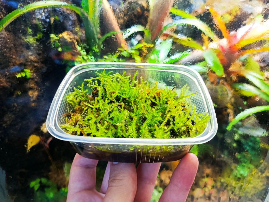 Zamienię się roślinami/zwierzętami