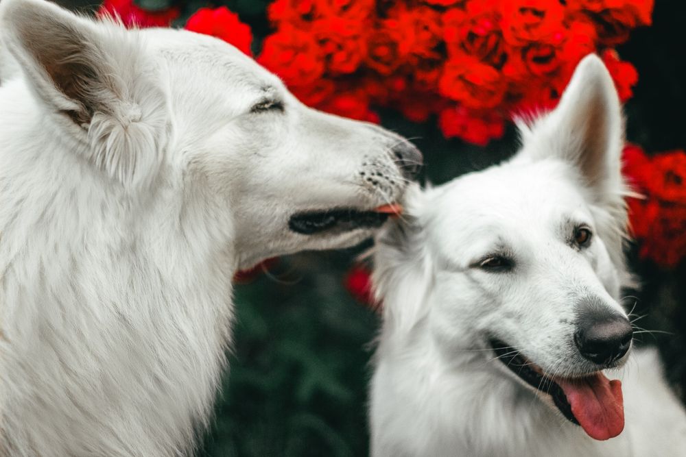 Біла швейцарська вівчарка БШВ/БШО