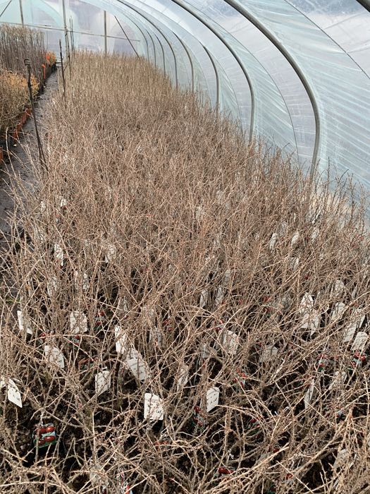 Porzeczka i Agrest Krzak i Na Pniu