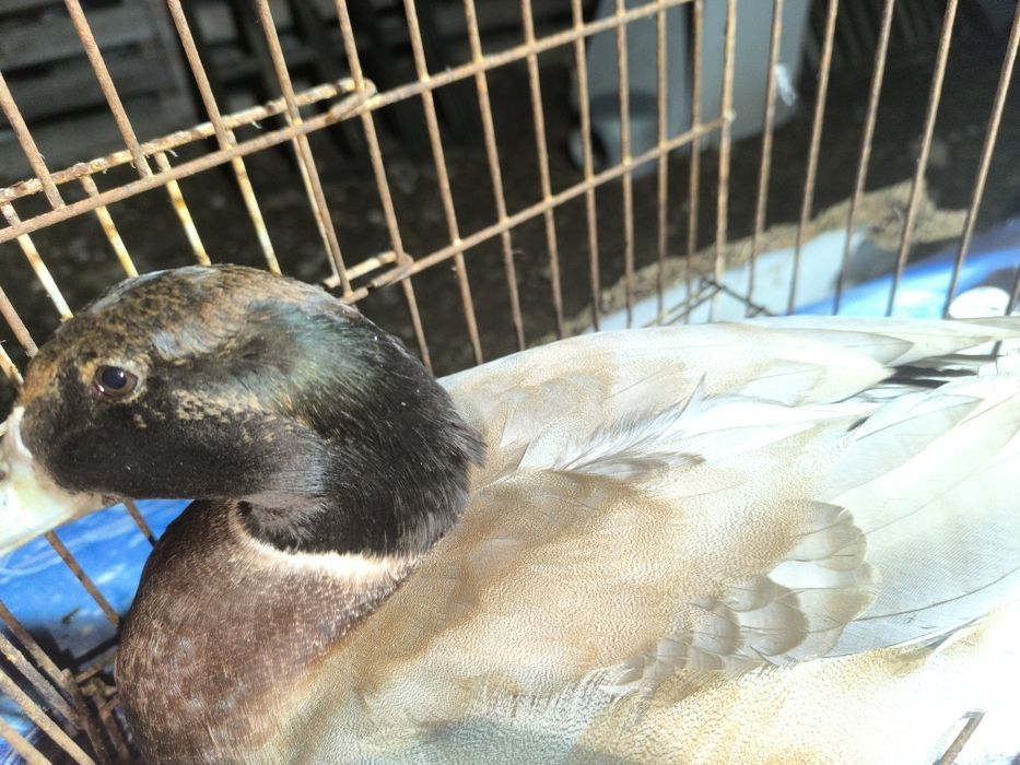 Ovos de pato para chocar