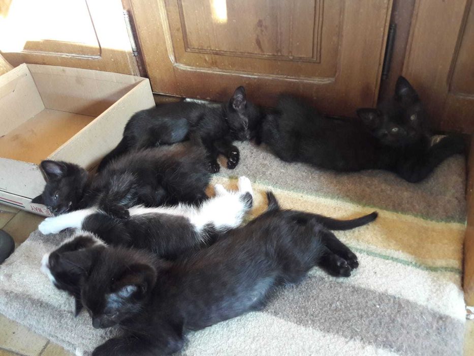 Gatinhos pretos - zona de Coimbra