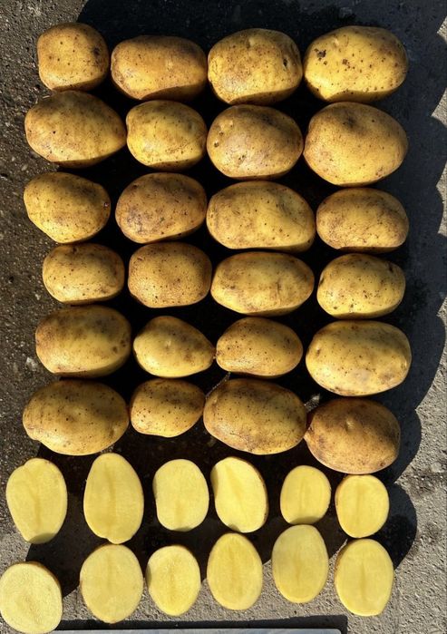 Ziemniaki Vineta Corinna!