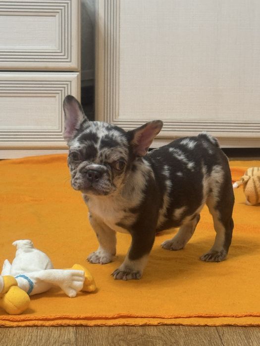 Малесенька міні дівчинка 3 місяці