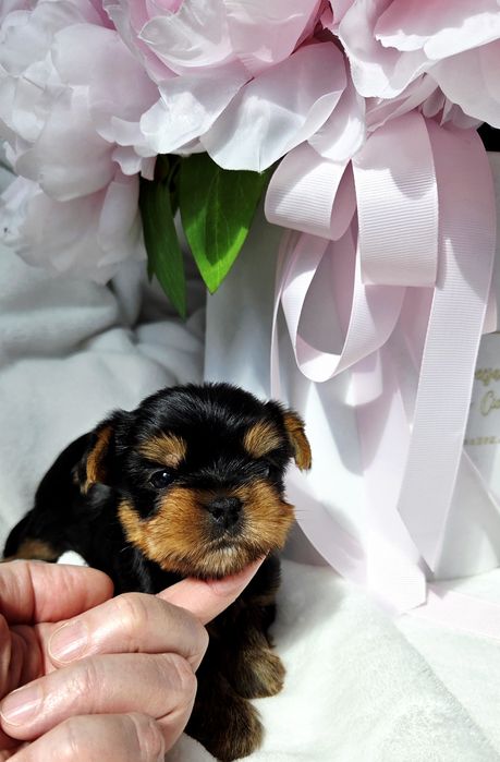 Piesek Yorkshire terrier rod ZKwP FCI