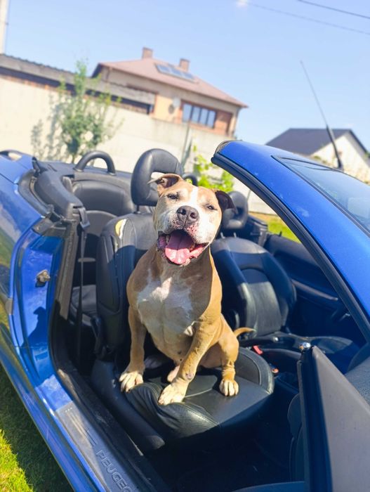 Piękny pies szuka domu