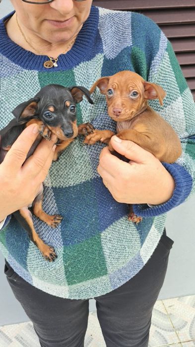 Pinscher macho preto afogueado