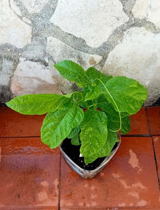 2 Pés de maracujá amarelo