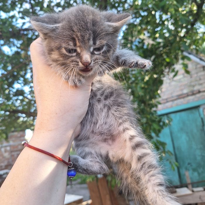 Кошенята шотландца