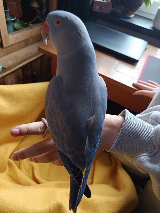 Papuga ręcznie karmiona, oswojona. Młoda z maja 2025r.