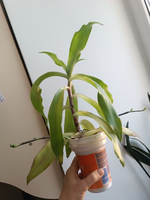 Золотий вус вазон