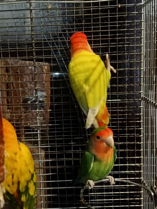 Papugi nierozłączki nimfy aleksandretty