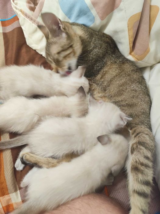 Gatinhos para adoção