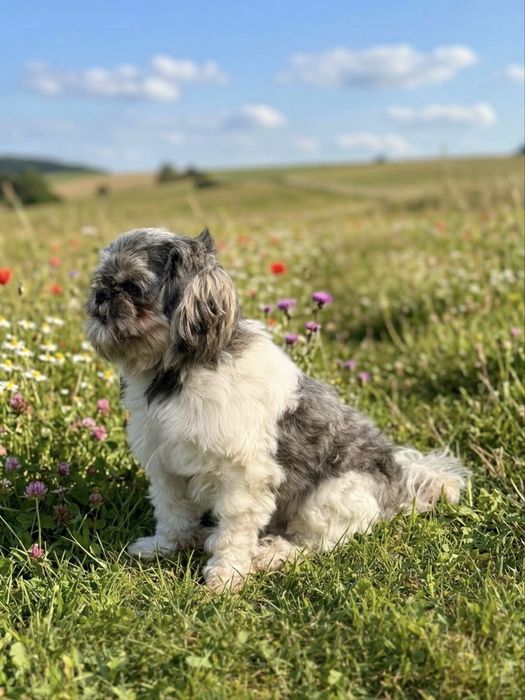 Oddam Pieska typu Shih Tzu - tylko w dobre ręce - książeczka zdrowia - zaszczepiony