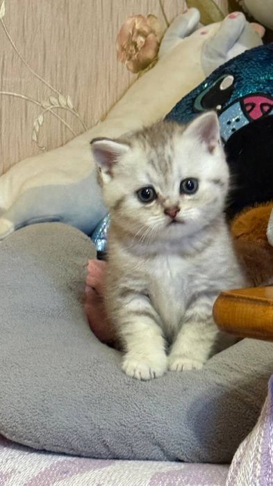 Британські кошенята