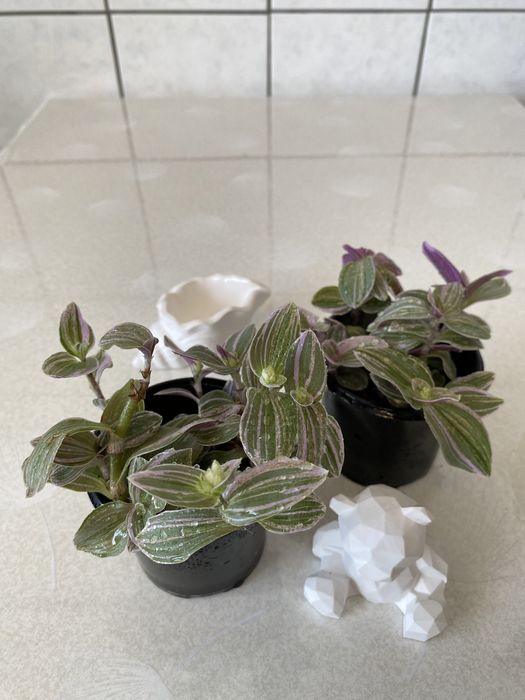 Традесканція 10 сортів традесканция