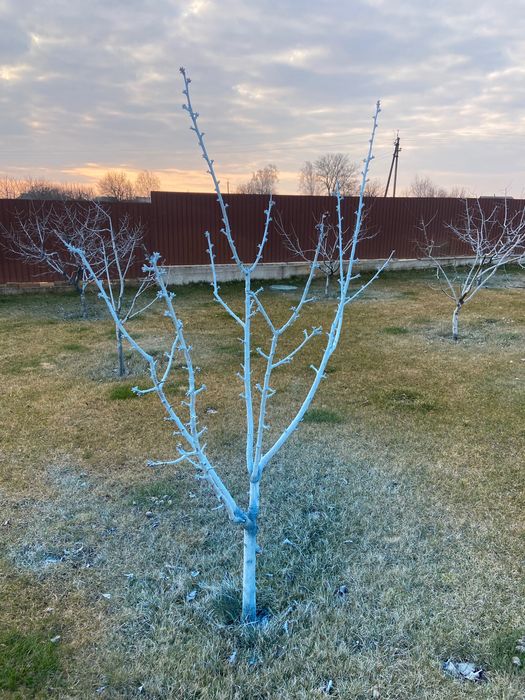 Обрізка плодового саду