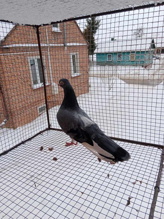 Gołębie zamojskie!!!