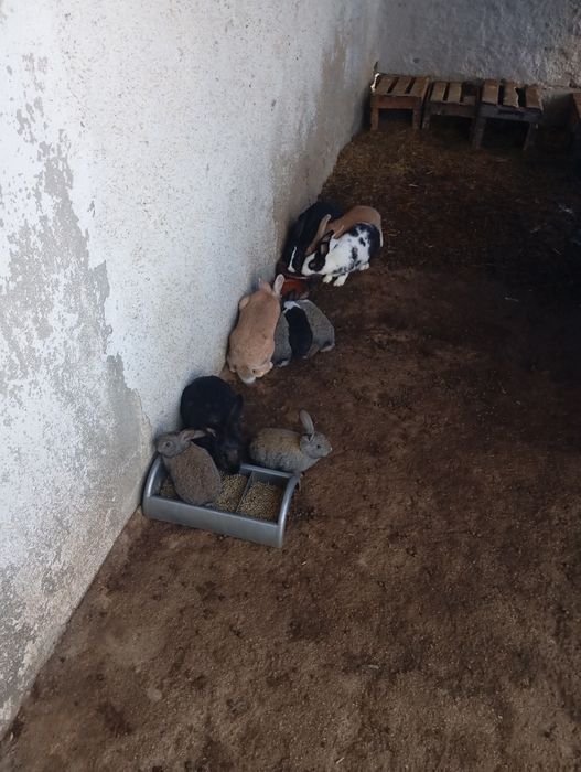 Vendo coelhos caseiros