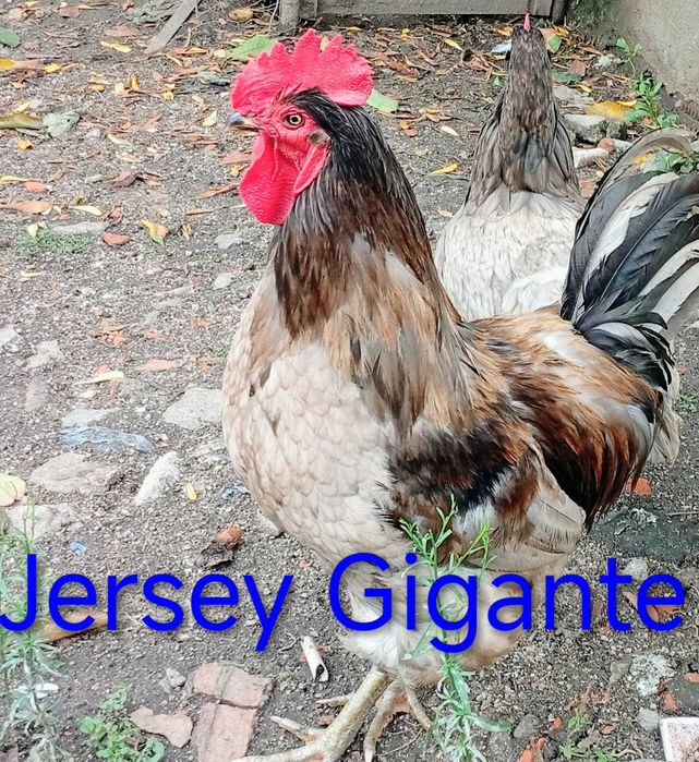 ovos galados de Jersey Gigante e de Cara de Palhaço