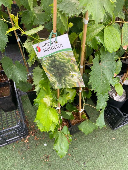 Videiras várias variedades