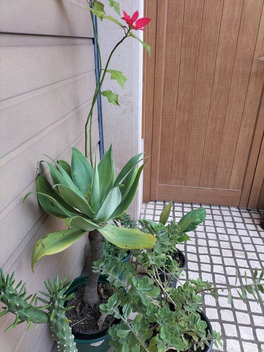 5 vasos de plantas