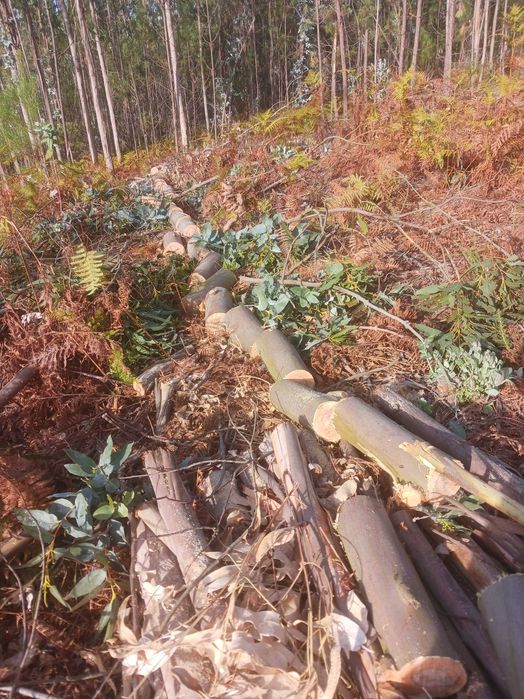 Limpezas agrícolas e florestais