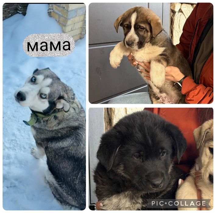 Цуценя від хаскі. Цуценя хлопчик. Крупні. Моцні