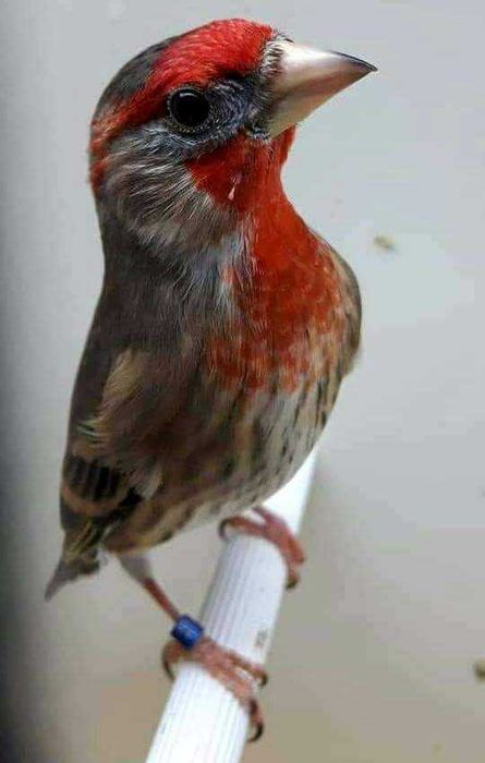 Mestiço pintassilgo anilhados