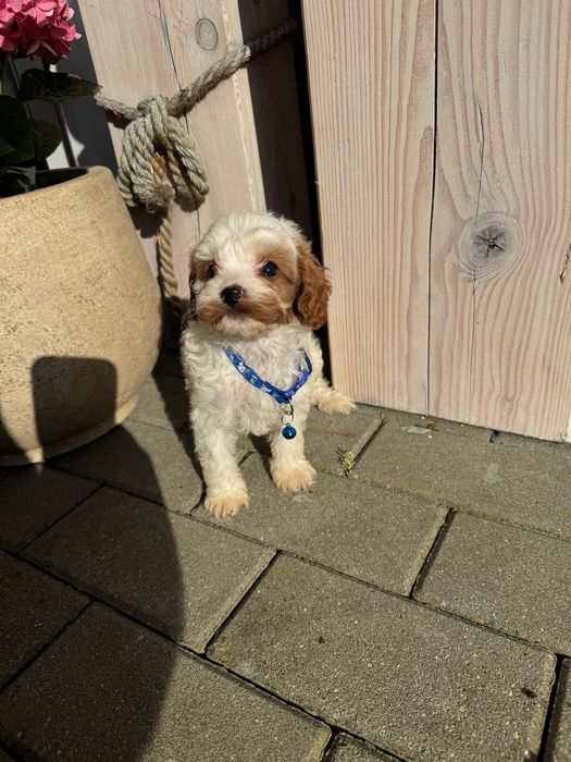 Cavapoo szczeniak