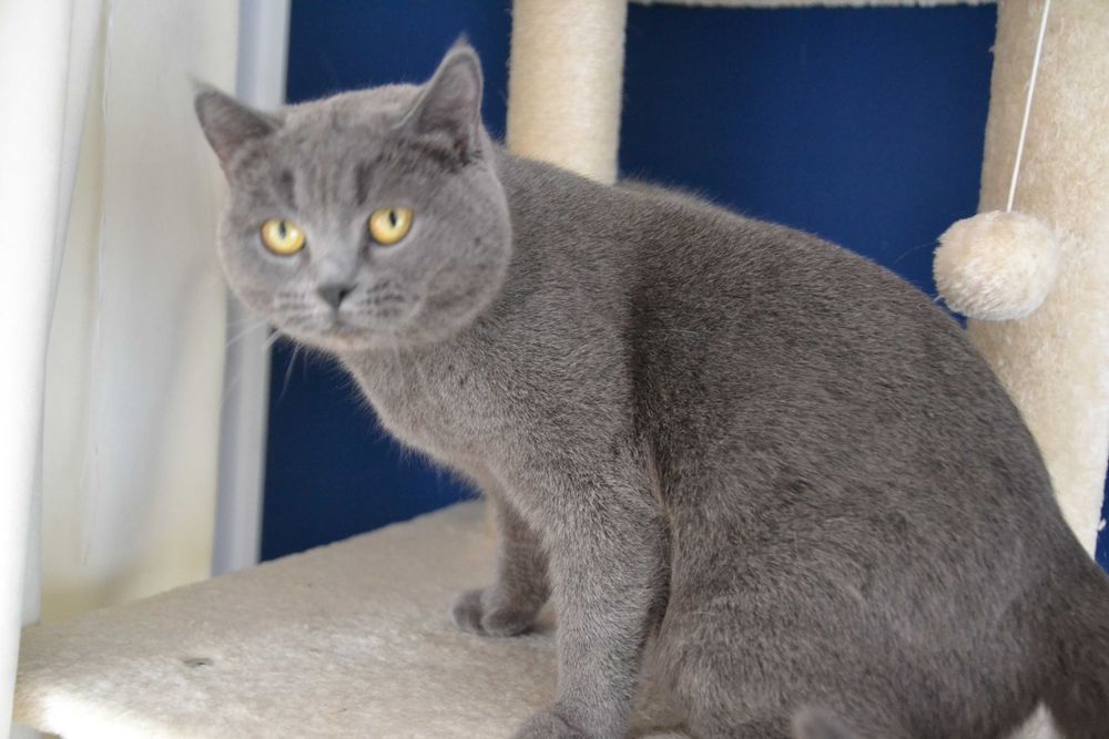 Koteczka szkocka dorosła