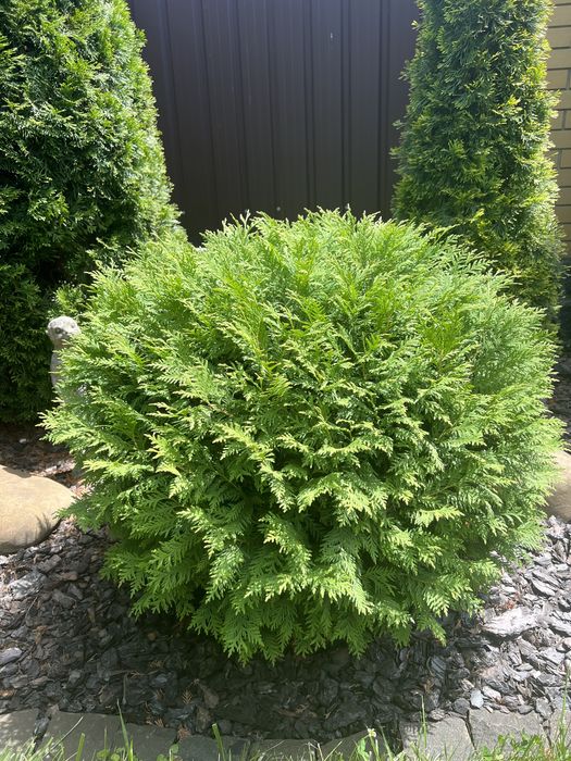 Туя західна Глобоза