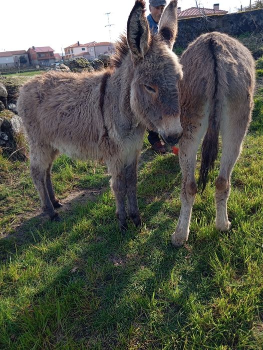 Burra com 4 anos