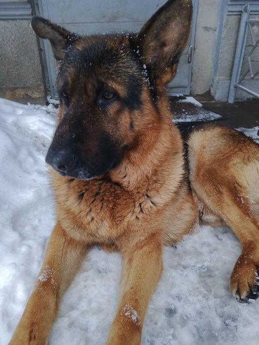 Отдам кобеля в хорошие руки