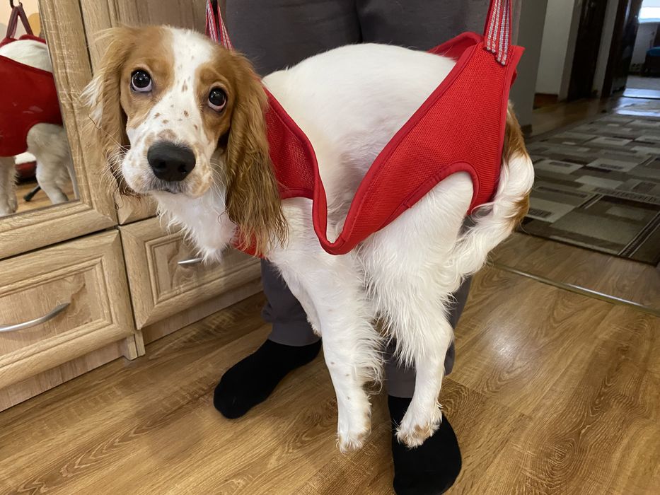 Шлея для собак інвалідів для переноски, або гамак для грумінгу