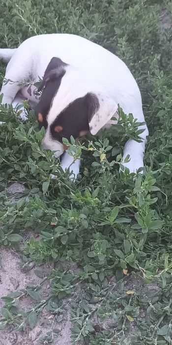 Джек Рассел тер'єр